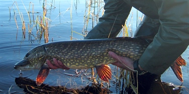 Meld fra om du fanger eller ser fremmed fisk